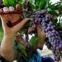 Аграрии Крыма запланировали собрать 210 тыс. тонн фруктов и винограда