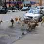 Столица Крыма заполонили бродячие собаки, бригада по отлову животных не справляется