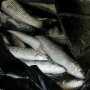 За один день в Ялте «выловили» сразу трёх рыбных браконьеров