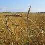 Пятая часть посевов зерновых под урожай этого года в Крыму погибла