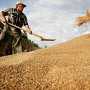 Аграрии собрали в Крыму 607 тыс. тонн зерна
