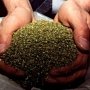 Кировские оперативники изъяли у крестьян более двух килограммов марихуаны