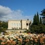 На «Балу хризантем» в Никитском саду представлено 20 новых сортов цветов