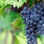 «Массандра» дает каждую 4-ю тонну столового винограда страны