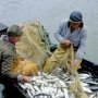 Крымскую рыбоохранную структуру интегрируют в российскую рыбную отрасль