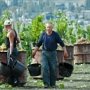На виноградарское предприятие возле Севастополя завели дело из-за долгов по зарплате за полгода