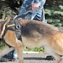 Крыму подарили 13 служебных собак с Краснодара