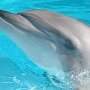 «Дельфины, воевавшие на нашей стороне..." Минобороны РФ закупает афалинов
