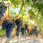 В Крыму заложат 500 гектаров новых виноградников