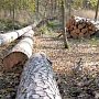 В Ялте судятся с застройщиком, вырубившим более сотни деревьев
