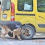 В «Горном» служебные собаки демонстрировали навыки дрессировки