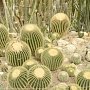 Кактусовая оранжерея Никитского ботанического сада празднует 20-летие