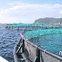 Технологии из Китая помогут собирать морской урожай
