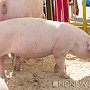 В Крым пришла вторая волна африканской чумы свиней