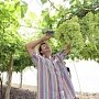 Крымскому винограду дадут 300 миллионов