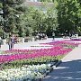 В Севастополе продолжается высадка цветов и озеленение территории города