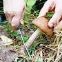 МЧС Крыма сообщает рекомендации при сборе грибов