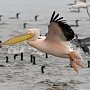 В Феодосии спасли птенца Розового пеликана