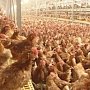 Из Крыма в Казахстан начали экспортировать мясо птицы