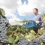 В Крыму построят питомник для саженцев винограда