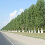 В Крыму будут восстановлены все лесополосы