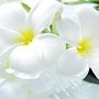 В Ливадии 22 апреля произойдёт праздник милосердия «Белый цветок»