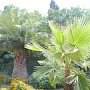 Долгоносик и пальмовый мотылёк угрожают пальмам ЮБК