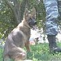 Служебный пёс вывел полицейских на след убийцы старушки в Феодосии
