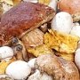 Сбором грибов и ягод занимается почти половина россиян, — ВЦИОМ