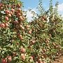 Крымские аграрии уже собрали 2,3 тыс тонн яблок