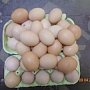 В Симферополе сотрудники местной администрации изъяли у «стихийщиков» 50 куриных яиц