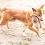 Как живут в природе дикие собаки динго