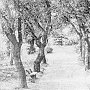 Знаменитой роще пробкового дуба в Никитском саду исполнилось 200 лет