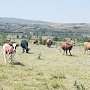 Ветеринары нашли в Белогорском районе коров без регистрации