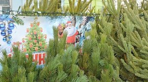 Где в Симферополе купить новогоднюю ёлку: адреса