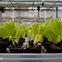 Учёные КФУ клонируют растения для сельского хозяйства