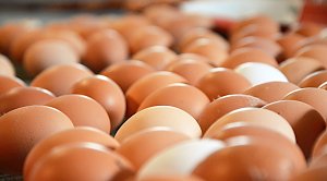 Правительство решило принять меры по стабилизации цен на яйца