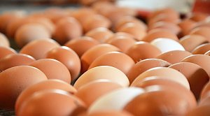 Правительство России одобрило обнуление пошлин на импортные яйца