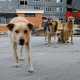 Защитники животных из Севастополя пожалуются на проблемы бездомных животных болельщикам Евро-2012