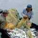 Джанкойские рыбаки пожаловались в прокуратуру на рыбинспекторов-браконьеров