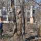 В керченском Молодежном парке спиливают деревья (ФОТО)