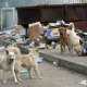 Почему в Севастополе бездомные собаки чувствуют себя хозяевами дворов