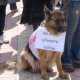 В центре Симферополя прошел митинг людей и собак. Животные, понятное дело, облаяли городскую власть (ФОТО, ВИДЕО)