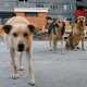 За неделю в Евпатории собаки искусали два десятка жителей