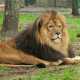 Белогорские львы теперь могут на законных основаниях гулять по сафари-парку