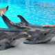 В Евпатории дельфины ежедневно тренируются, чтобы порадовать малышей
