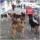 Севастопольцы попросили очистить город от бродячих собак (Видео)