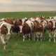 В Красногвардейском районе на ферме умерла от бешенства корова