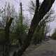 В Симферополе шквальный ветер валит деревья на «Фольксвагены»