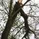 В Севастополе ураганный ветер, падают деревья, бигборды пока держатся